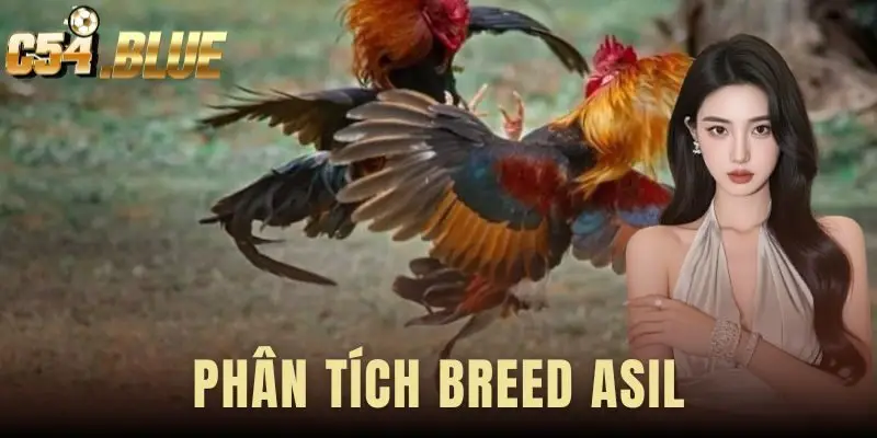 Phân Tích Breed Asil
